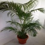 Yellow Palm 4-5ft BaBa Plastic Pot No3