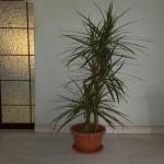 Cordyline 3-4ft - No4 BaBa Plastic Pot