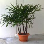 Lady Palm 4-5ft BaBa Plastic Pot #3