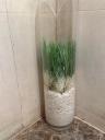Hotel Plants Rental - Toilet Plant Display