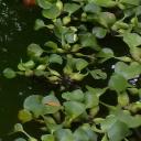 Floating Water Plants - Water Hyacinth (Lilac Devil)