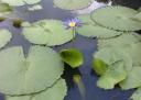Water lilies (Blue)