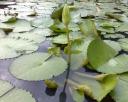 Water Lilies (White)
