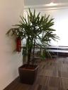 Office Plant Rental - Rhapis Excelsa (Lady Palm)