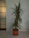 Cordyline3-4ft-#4PlasticPot