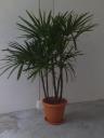 Lady Palm 3-4ft - #2 Plastic Pot