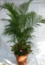 Yellow Palm 4-5ft with Assorted Plants Terracotta Pot (8041)