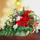 Christmas-Flowers-Poinsettia