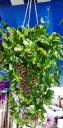 Climbers-Money-Plant-Hanging-Basket