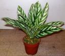 Shrubs-Calathea-P120-40cmOH